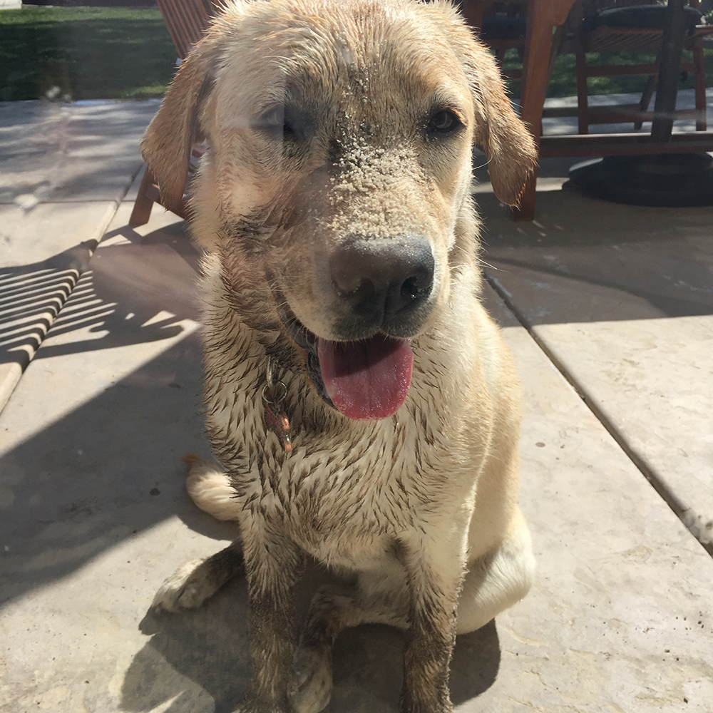 best dogs to run with temeculalandscapeconstruction how to create the best run best dogs to run with temeculalandscapeconstruction how to create the best run