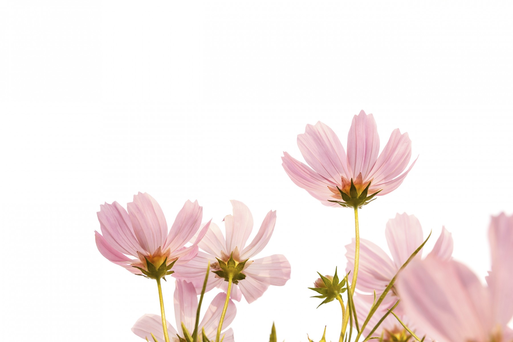 pink cosmos flowers on white background - McCabe’s Landscape Construction