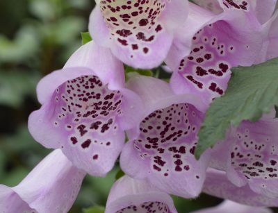 foxglove flower