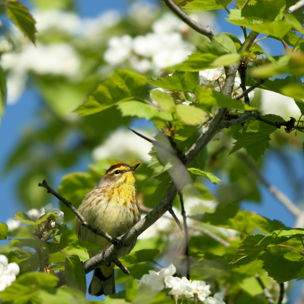 How to Attract Birds to Your Yard - McCabe's Landscape ...