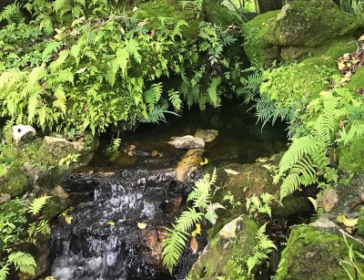 Green trailing Moss plants in Asian/Zen Garden