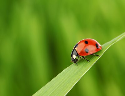 insects are our friends