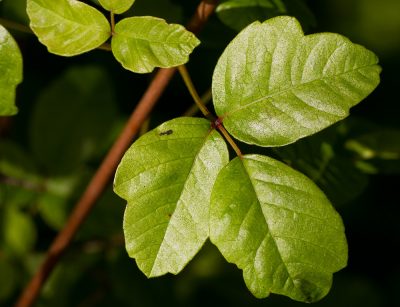 Poison Oak