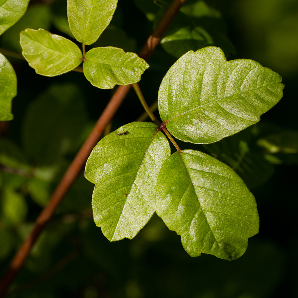 Protect Yourself From Poison Oak McCabe s Landscape Construction