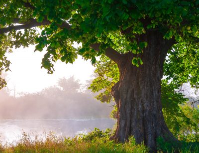 how much is a tree worth