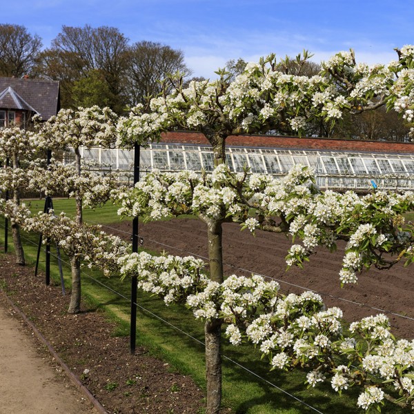 Espaliered Fruit Trees McCabe