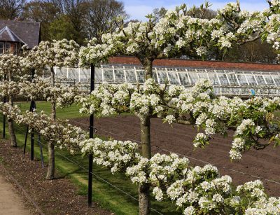 Espaliered fruit trees