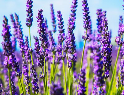 Purple garden