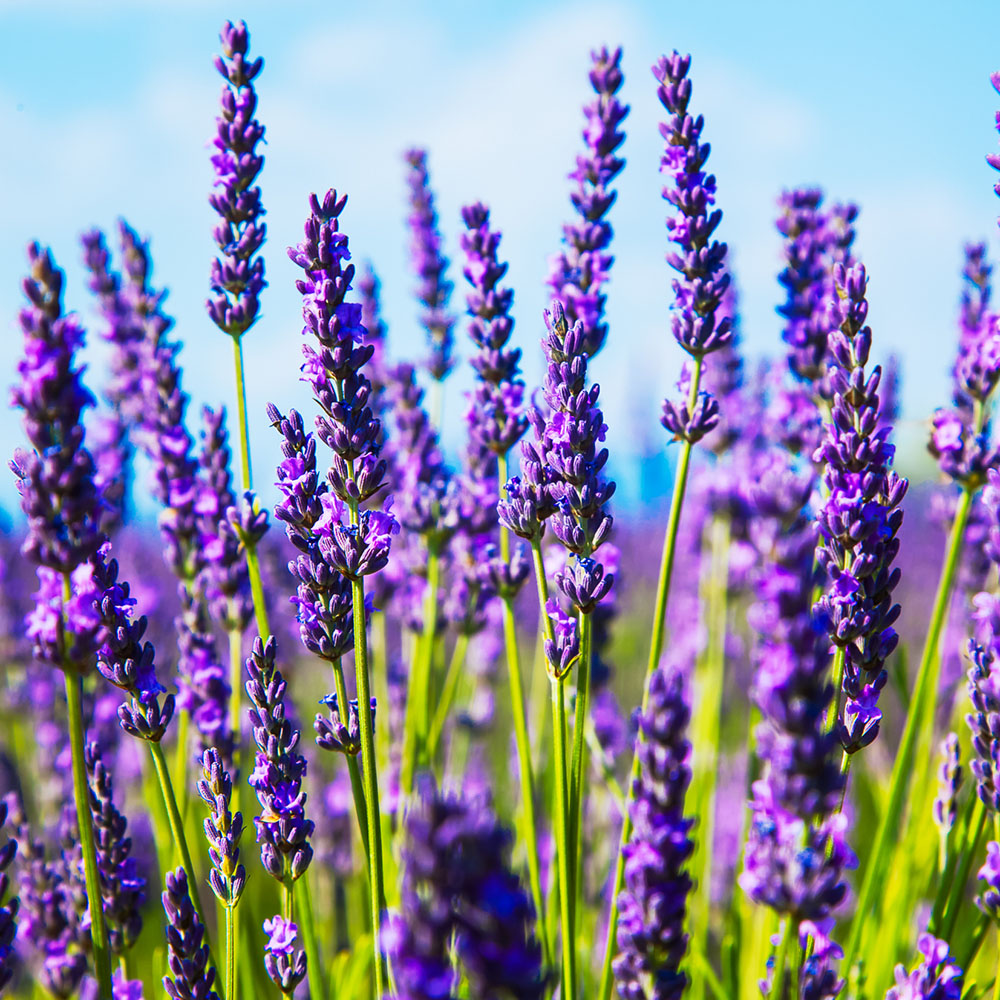 Purple garden