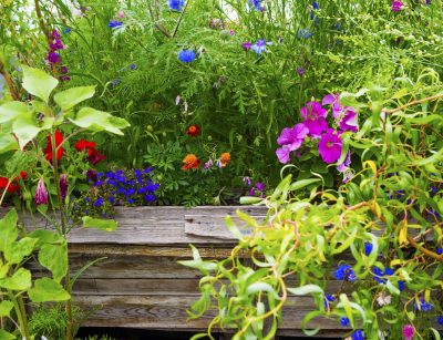 wild flower garden