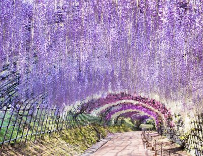 Wisteria tunnel