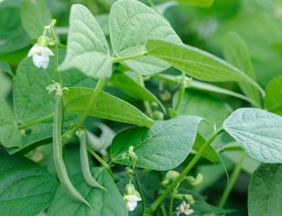 Beans plant