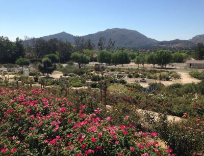 Rose Haven
