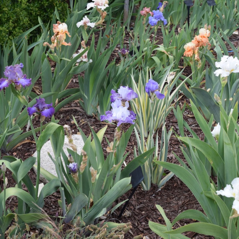 Dividing Irises and Daylilies McCabe's Landscape Construction