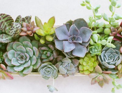 Living centerpiece