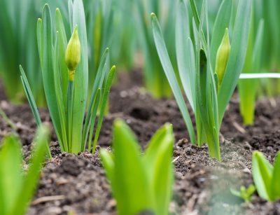 spring bulbs