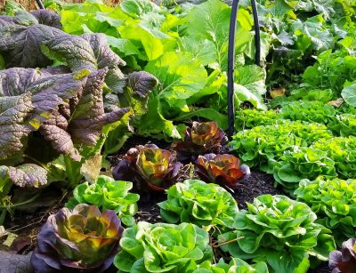lettuce in the garden