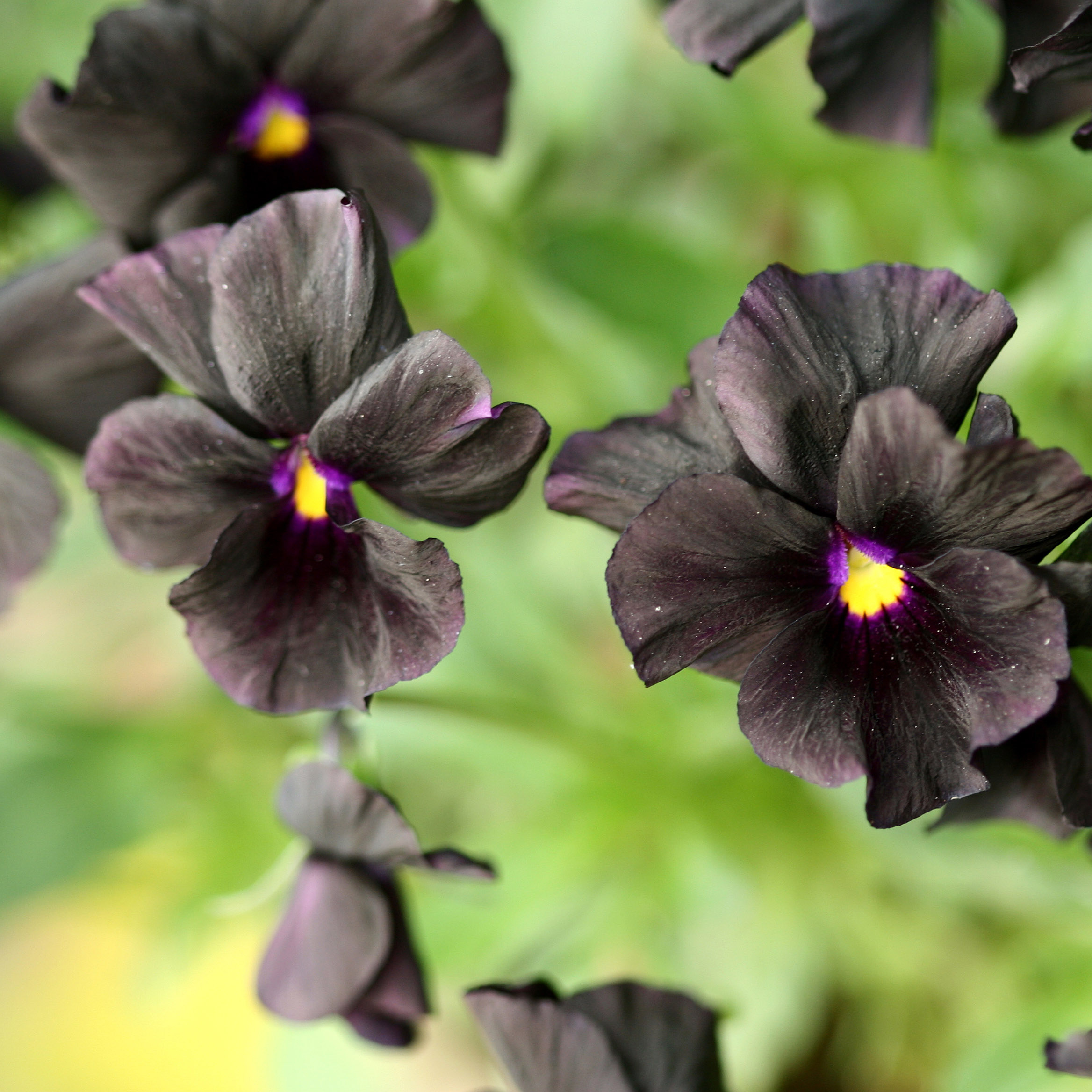 black pansies