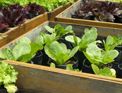 Fresh lettuce growing in Raised Beds