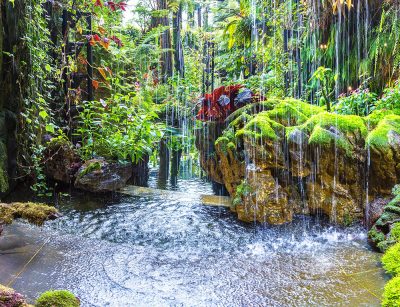 Cloud Forest