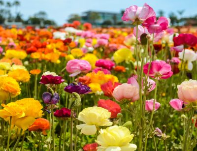 Colorful Ranunculus