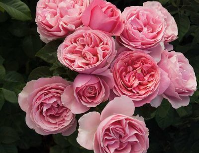 All Dressed Up Grandiflora Rose