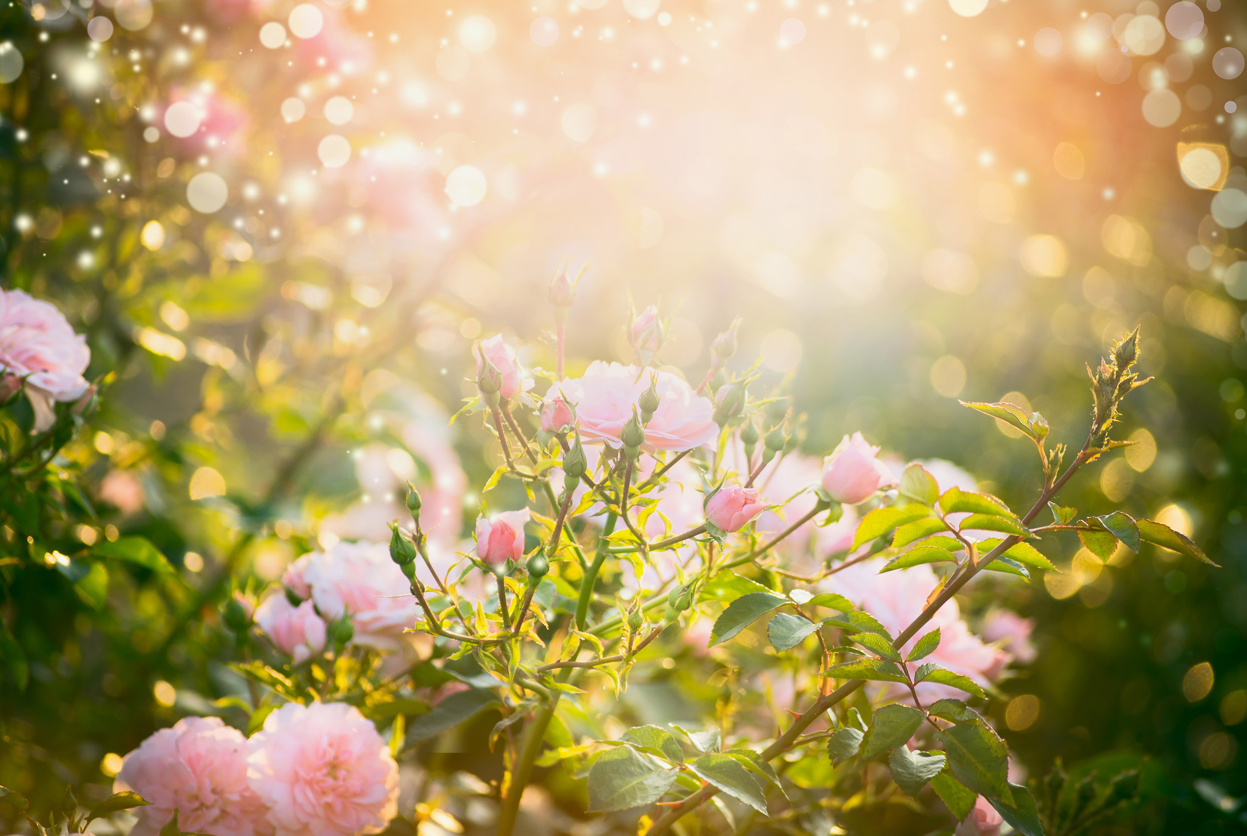 Pink pale roses bush over summer garden or park nature backgroun