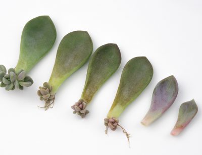 succulent cuttings