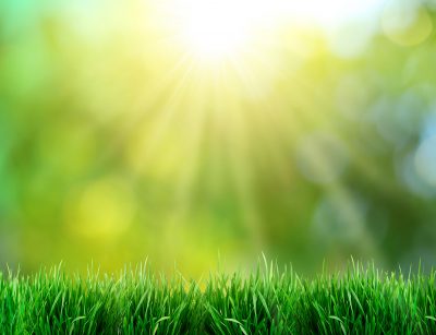 Green grass