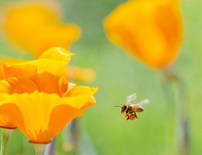 Honeybee collecting pollen from California Golden Poppy