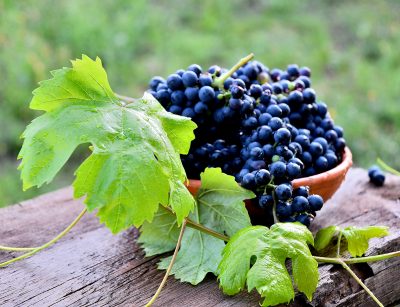 Wine grapes