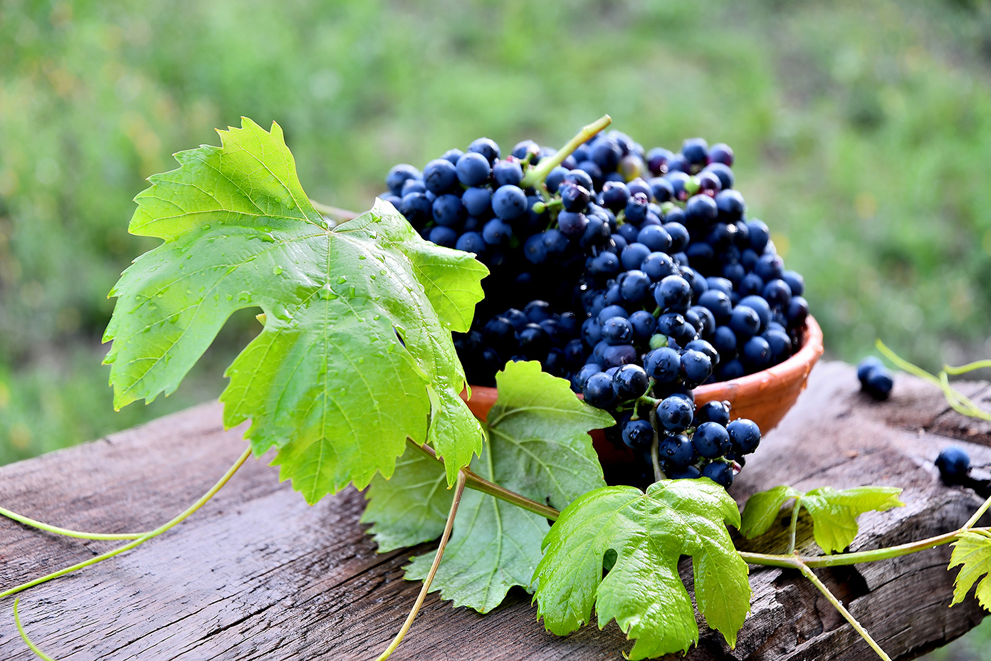 Wine grapes
