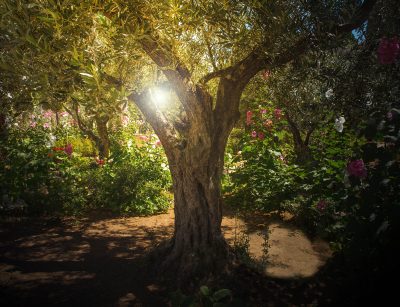 Gethsemane garden, Jerusalem