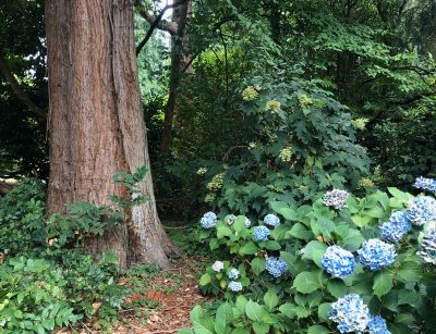 Seattle garden