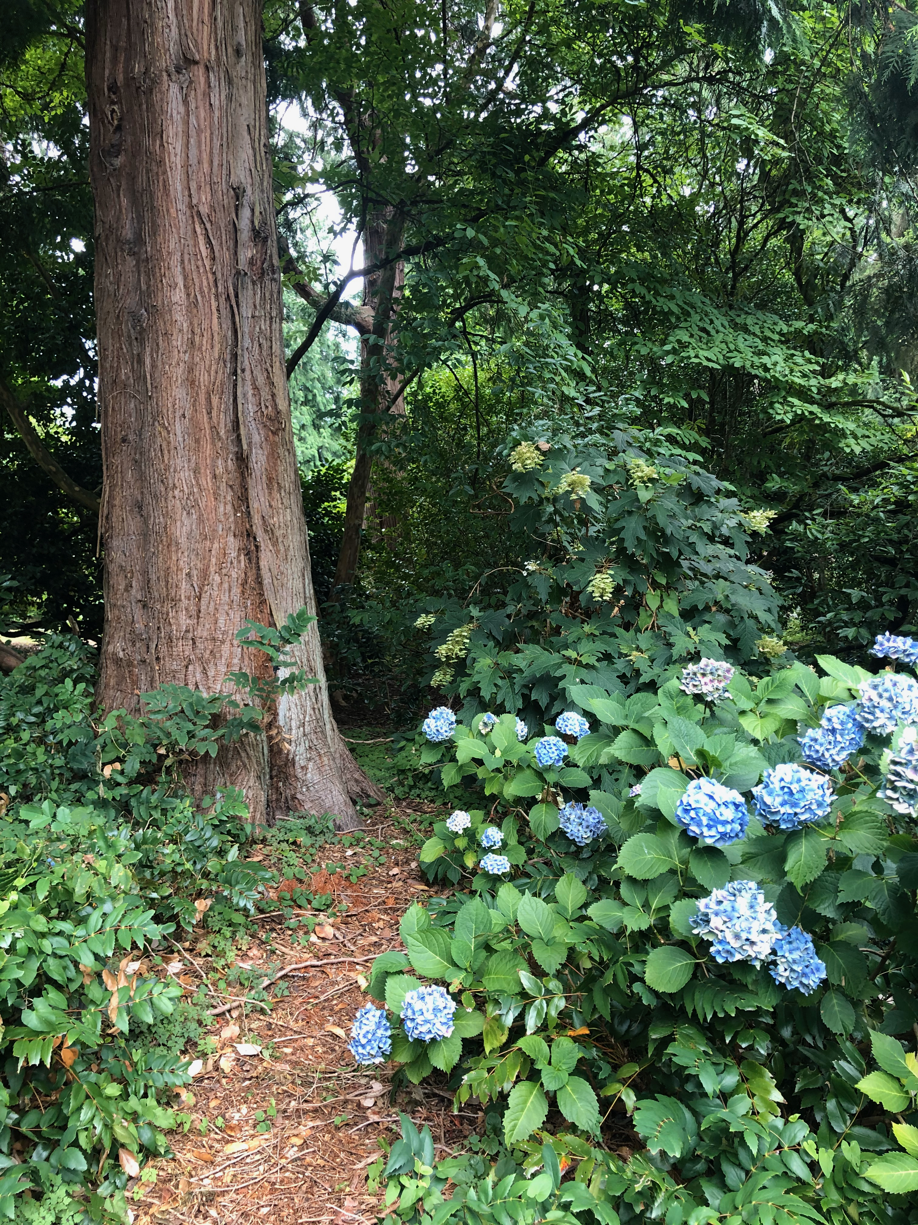 Seattle garden
